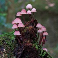 Фото с грибами