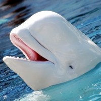 Аватарка дельфины