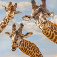 Авы Вконтакте с жирафами