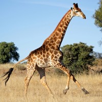 Аватар жирафы