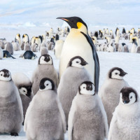 Фотогрфии с пингвинами