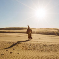 Аватар для ВК с пустыней