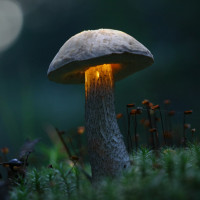 Фотки с грибами