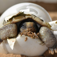 Картинка на аву черепахи