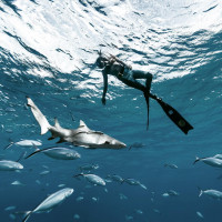 Аватар для ВК с акулами
