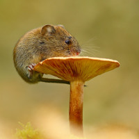 Аватар для ВК с мышами