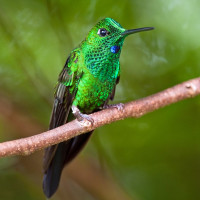 Аватар колибри