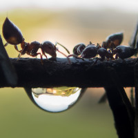 Аватар муравьи