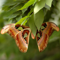 Картинка на аву бабочки