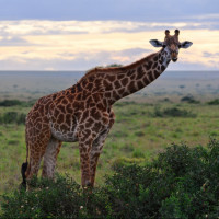Аватарка жирафы