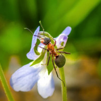 insect wings