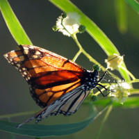 Аватар бабочки