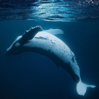 Картинка киты
