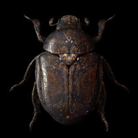 Картинка на аву жуки