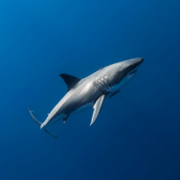 Картинки с акулами