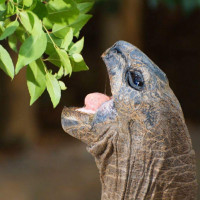 Аватарка черепахи