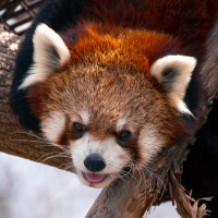 Авы Вконтакте с красными пандами