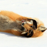 Лиса лежит на спине на снегу, закрыв голову лапами.
