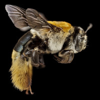 Аватар для ВК с пчёлами