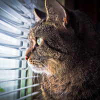 Кот смотрит на свободный мир через жалюзи на окне.