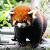 Фотки с красными пандами