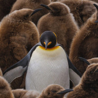 penguin