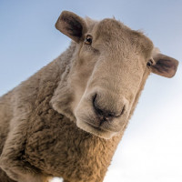Аватар для ВК с животными