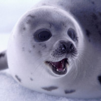 Картинка тюлени