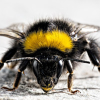 Аватар для ВК с насекомыми