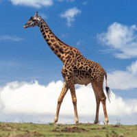 Аватар для ВК с жирафами