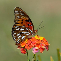 Аватар бабочки