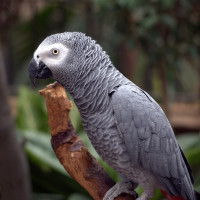 Картинка на аву попугаи