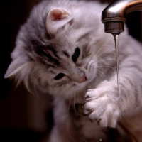 Пушистый кот подставляет лапку под струю воды из-под крана