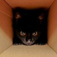 Чёрный кот внутри коробки, идеально подходящей ему по размеру