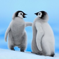 Молодой пингвин рассказывает своему ровеснику захватывающую историю.