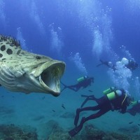 Большая рыба плавает с открытой пастью среди аквалангистов