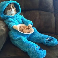 Кот в костюме Коржика с тарелкой печенек в лапах