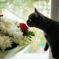 Кот нюхает букет цветов, стоя на задних лапах.