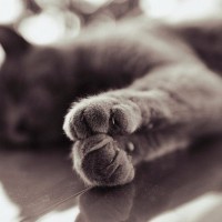 Серый кот спит на полу, мило сложив передние лапки вместе