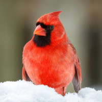 Красивая красная птичка с хохолком и чёрным пятном на голове