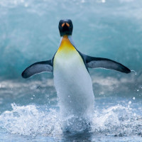 Пингвин убегает от большой волны, расставив в стороны ласты