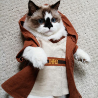 Прикольный кот в костюме джедая Оби Ван Кеноби