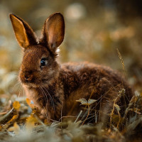 Авы Вконтакте с кроликами