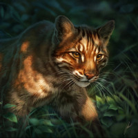 Аватар для ВК с тиграми