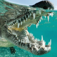 Фото с крокодилами