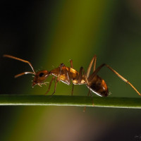 Фотки с муравьями