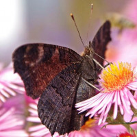 Авы Вконтакте с бабочками