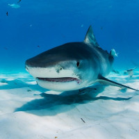 Картинка акулы