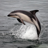 Картинки с дельфинами