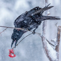 Фотогрфии с воронами. Черная ворона в холодный день без листьев, чтобы спрятаться